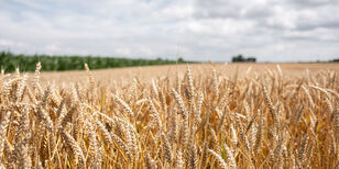 Zummerbühne 2026 Een uitgestrekt graanveld.